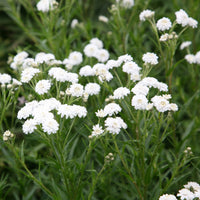 Ptarmica Flower seeds for Planting Shade Tolerant Heirloom & GMO Free Seeds for Home Garden
