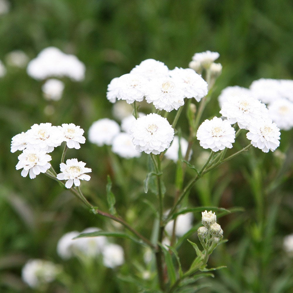 Ptarmica Flower seeds for Planting Shade Tolerant Heirloom & GMO Free Seeds for Home Garden