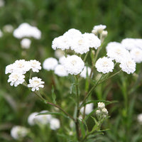 Ptarmica Flower seeds for Planting Shade Tolerant Heirloom & GMO Free Seeds for Home Garden