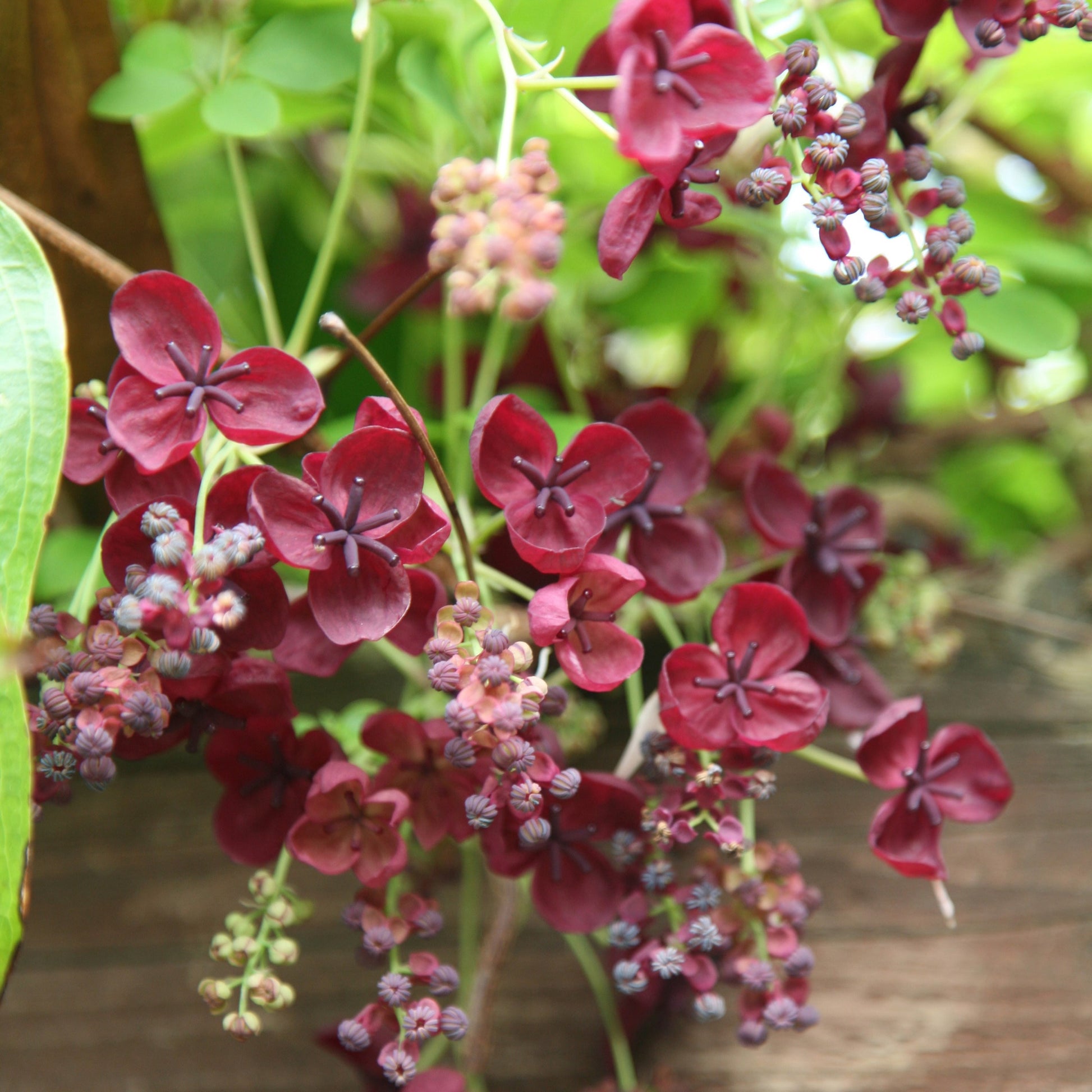 Chocolate Clematis Flower seeds for Planting - Perfect for Borders, Heirloom & GMO Free Seeds for Home Garden