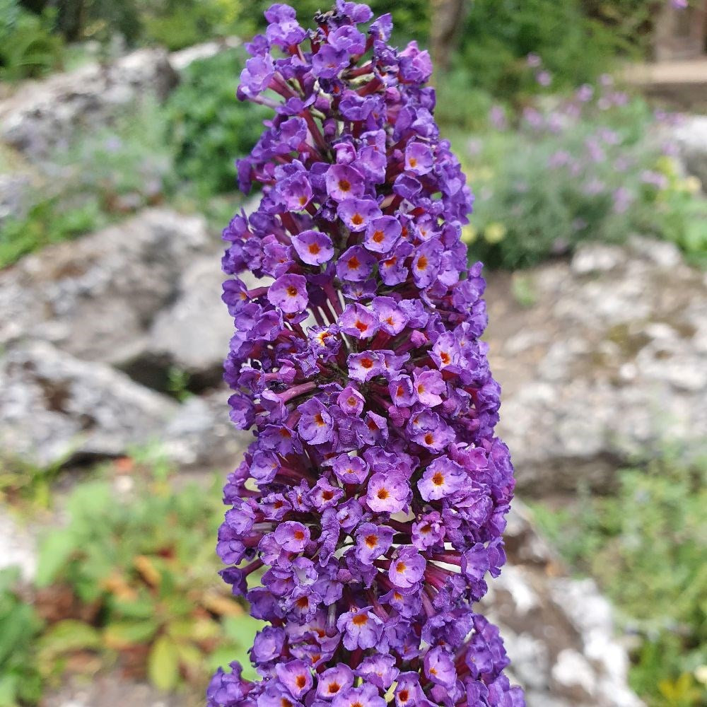 Knight Butterfly Bush Flower seeds for Planting Colorful Display Heirloom & GMO Free Seeds for Home Garden