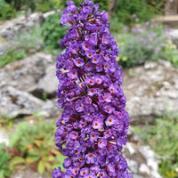 Knight Butterfly Bush Flower seeds for Planting Colorful Display Heirloom & GMO Free Seeds for Home Garden