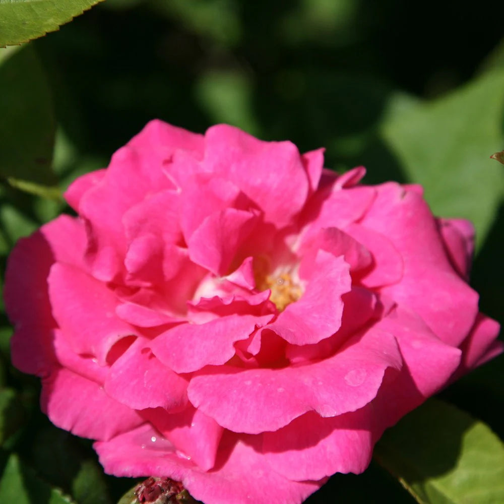 Pink Zephirine Rose Flower seeds for Planting - Bright Blooms, Heirloom & GMO Free Seeds for Home Garden