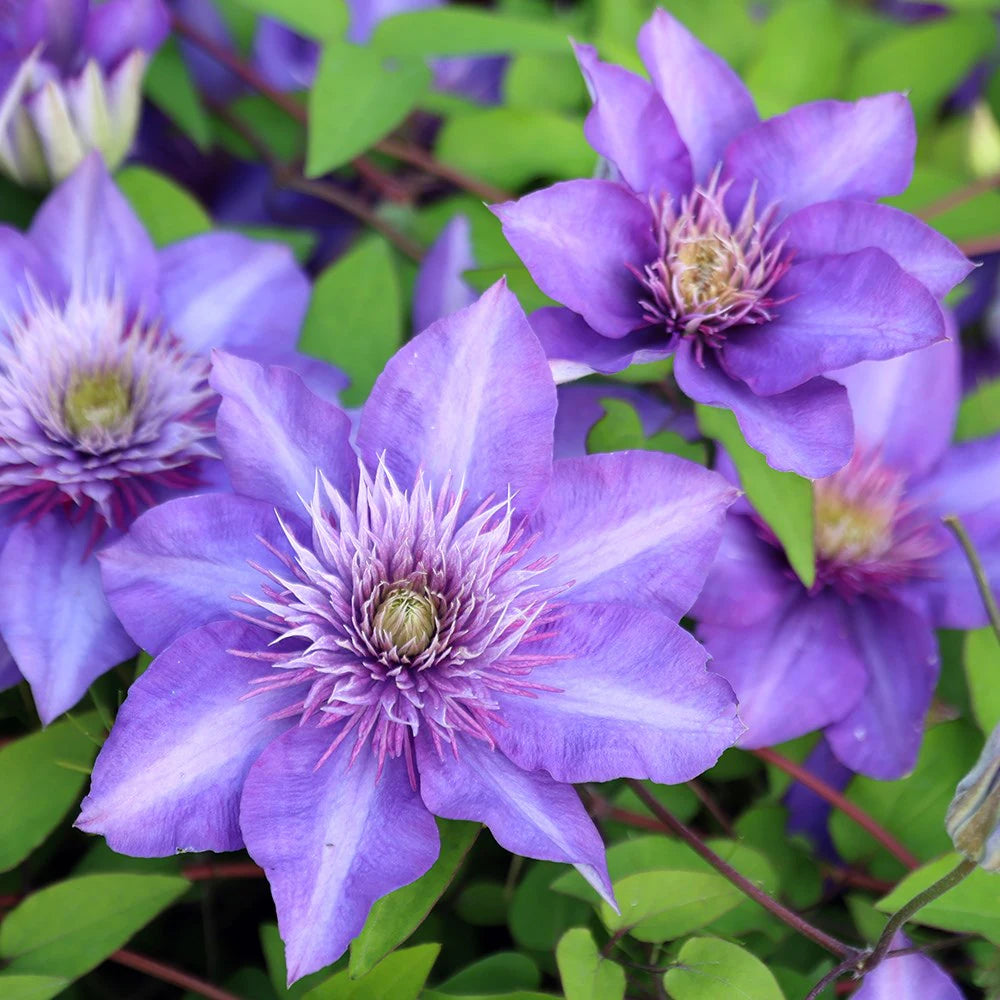 Climbing Clematis Violet  Perennial Flower seeds for Planting - Fragrant Blossoms, Heirloom & GMO Free Seeds for Home Garden