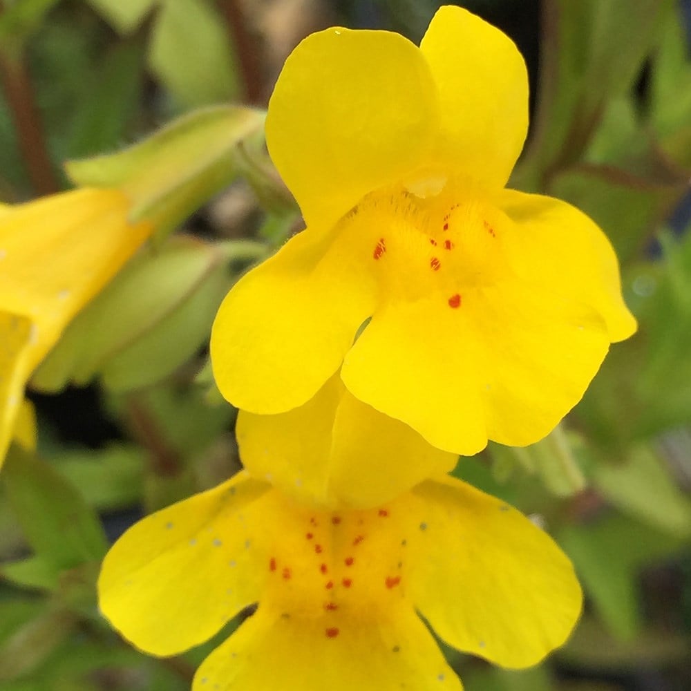 Yellow Mimulus Guttatus Flower seeds for Planting - Low Maintenance, Heirloom & GMO Free Seeds for Home Garden