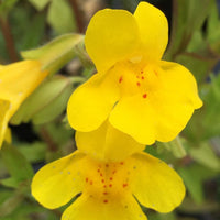 Yellow Mimulus Guttatus Flower seeds for Planting - Low Maintenance, Heirloom & GMO Free Seeds for Home Garden