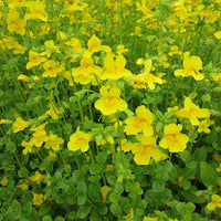 Yellow Mimulus Guttatus Flower Seeds for Planting