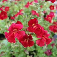 Red Monkey Flower seeds for Planting - Compact Growth, Heirloom & GMO Free Seeds for Home Garden