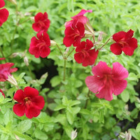 Red Monkey Flower seeds for Planting - Compact Growth, Heirloom & GMO Free Seeds for Home Garden