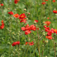 Geum Rossii Flower seeds for Planting - Premium Quality, Heirloom & GMO Free Seeds for Home Garden
