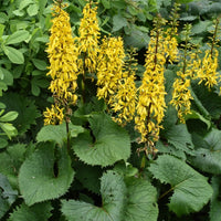 Yellow Ligularia Flower seeds for Planting - Bright Blooms, Heirloom & GMO Free Seeds for Home Garden