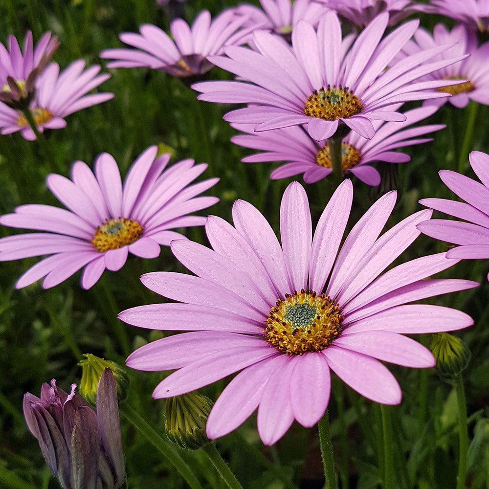 Osteospermum Ecklonis Flower seeds for Planting Premium Quality Heirloom & GMO Free Seeds for Home Garden