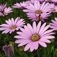 Osteospermum Ecklonis Flower seeds for Planting Premium Quality Heirloom & GMO Free Seeds for Home Garden