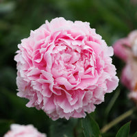 Pink Paeonia Lactiflora Flower seeds for Planting Hardy Variety Heirloom & GMO Free Seeds for Home Garden
 
 Sale