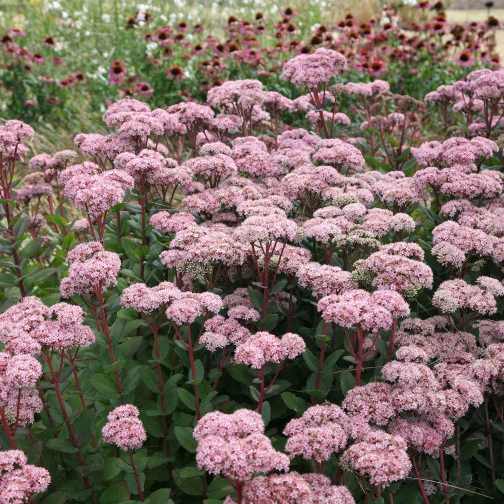 Pink Telephium Flower seeds for Planting - Garden Favorite, Heirloom & GMO Free Seeds for Home Garden