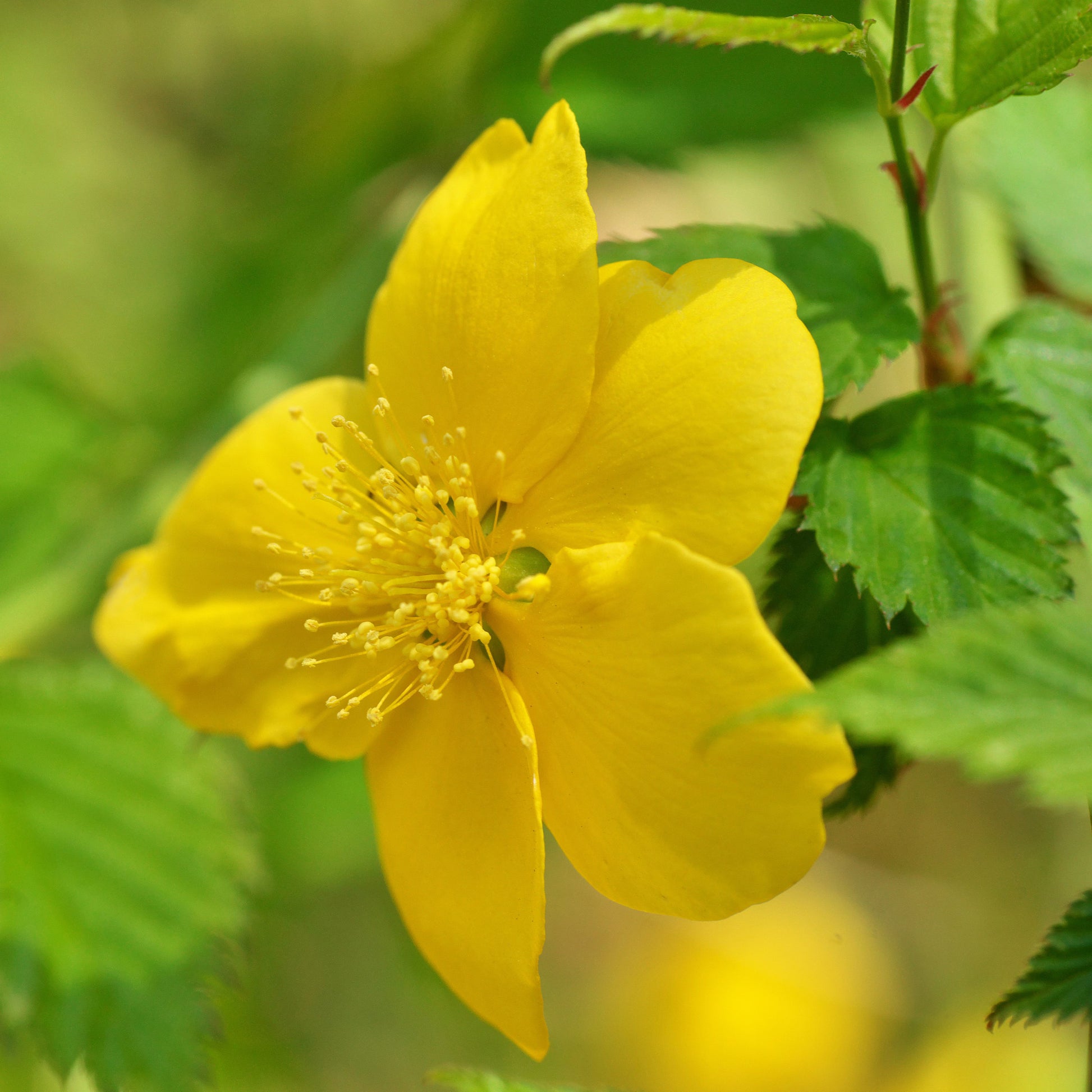 Kerria Flower seeds for Planting Long Bloom Season Heirloom & GMO Free Seeds for Home Garden 
 
 Sale