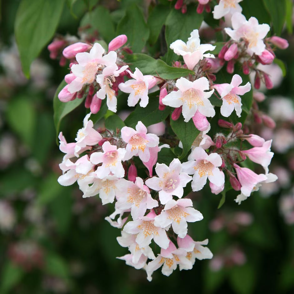 BeautyBush Flower seeds for Planting - Colorful Display, Heirloom & GMO Free Seeds for Home Garden