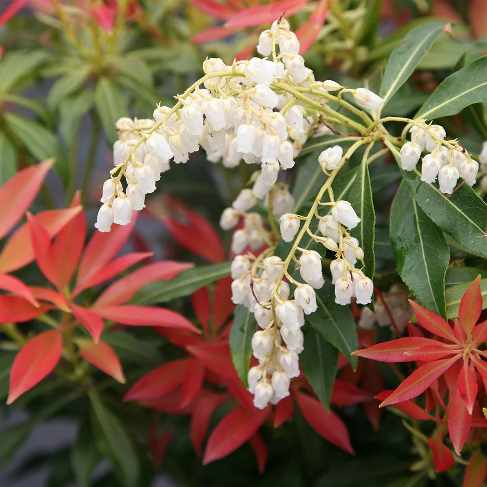 Pieris Japonica Flower seeds for Planting - Shade Tolerant, Heirloom & GMO Free Seeds for Home Garden