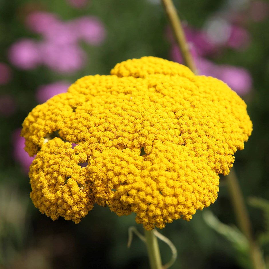 Yellow Achillea Millefolium Flower seeds for Planting - Shade Tolerant, Heirloom & GMO Free Seeds for Home Garden