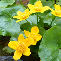 Marsh Marigold Flower seeds for Planting Hardy Variety Heirloom & GMO Free Seeds for Home Garden