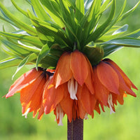 Imperialis Flower seeds for Planting - Shade Tolerant, Heirloom & GMO Free Seeds for Home Garden