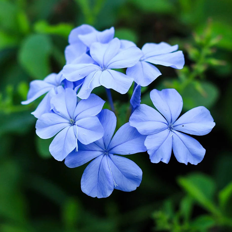 Plumbago Flower seeds for Planting - Cut Flower Favorite, Heirloom & GMO Free Seeds for Home Garden