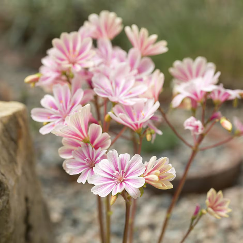 Pink Lewisia Flower seeds for Planting Cut Flower Favorite Heirloom & GMO Free Seeds for Home Garden 
 
 Sale