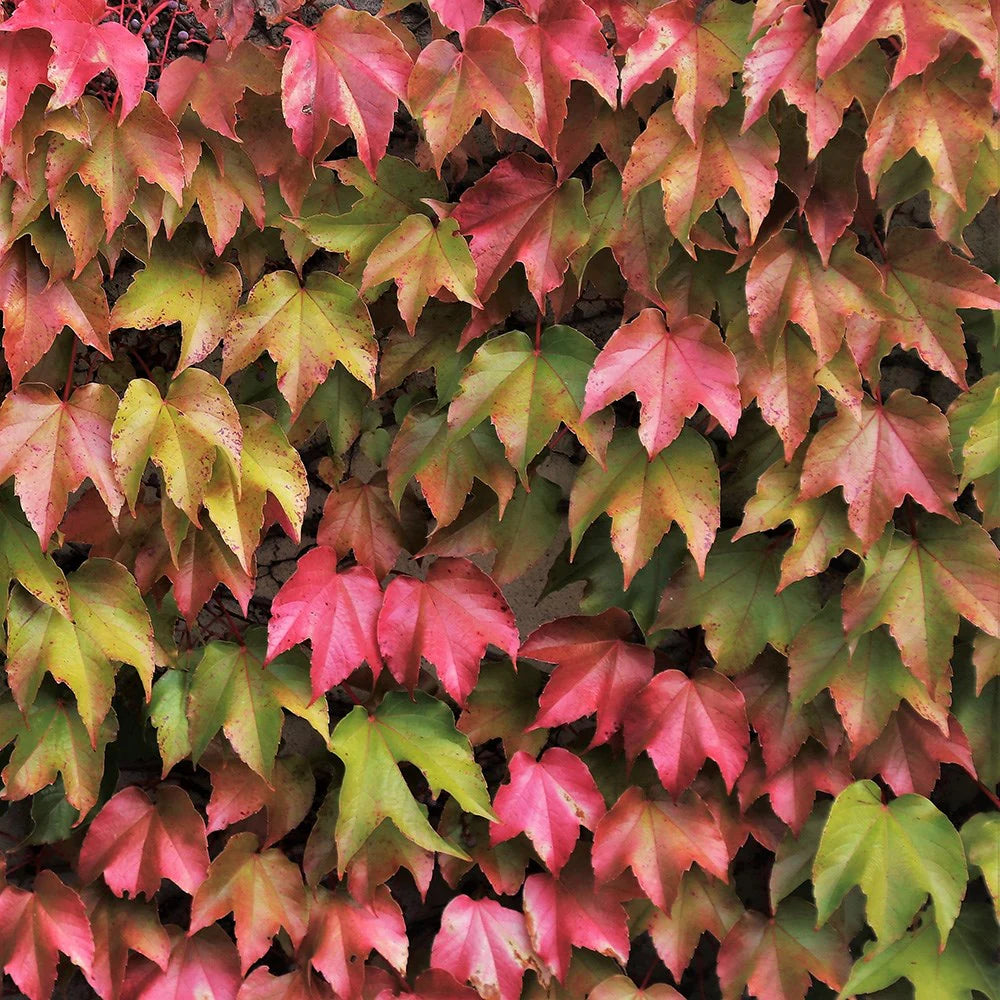 Boston Ivy Green Pink Flower seeds for Planting - Perfect for Borders, Heirloom & GMO Free Seeds for Home Garden
