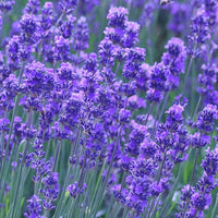 Lavender Munstead Flower seeds for Planting Long Bloom Season Heirloom & GMO Free Seeds for Home Garden 
 
 Sale