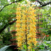 Hedychium Gardnerianum Flower seeds for Planting Cottage Garden Essential Heirloom & GMO Free Seeds for Home Garden