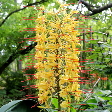 Hedychium Gardnerianum Flower seeds for Planting Cottage Garden Essential Heirloom & GMO Free Seeds for Home Garden