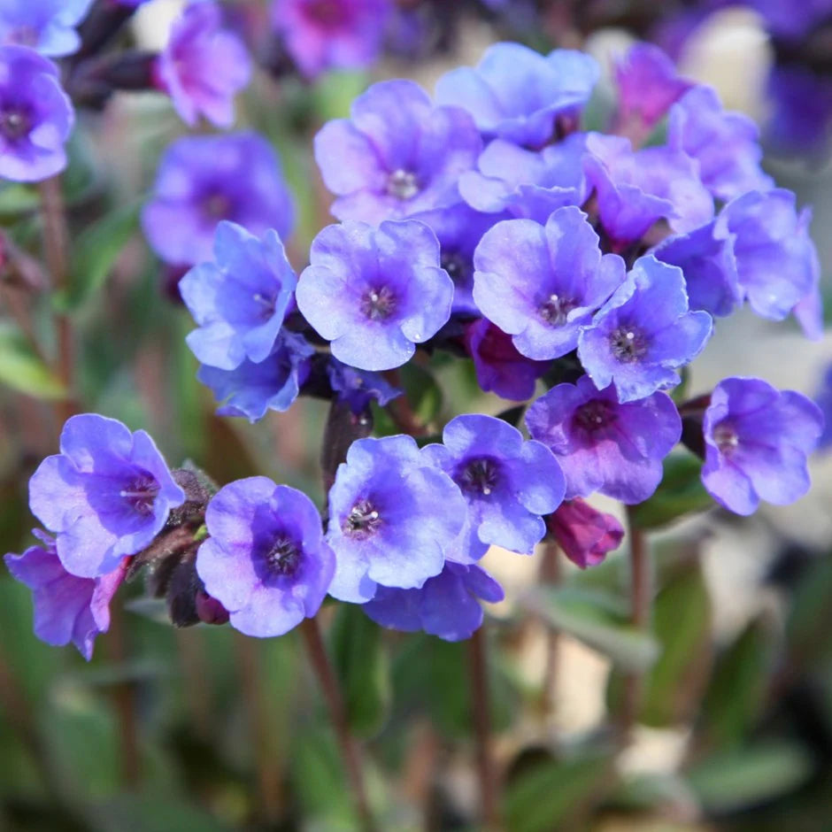 Blue Pulmonaria Lungwort Seeds, Hardy Heirloom Non-GMO Flowers for Shade Gardens & Planting