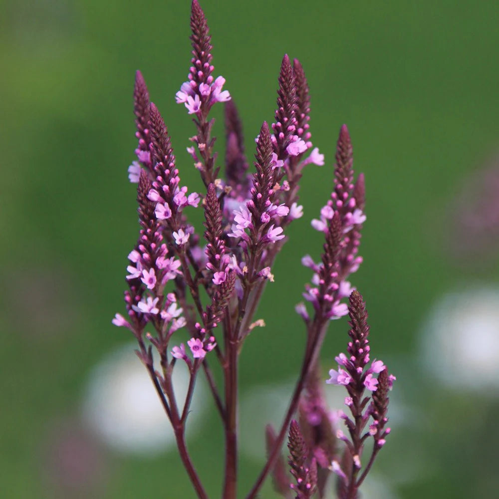 Verbena Rosa Spiers Seeds for Bright Pink Verbena Flowers