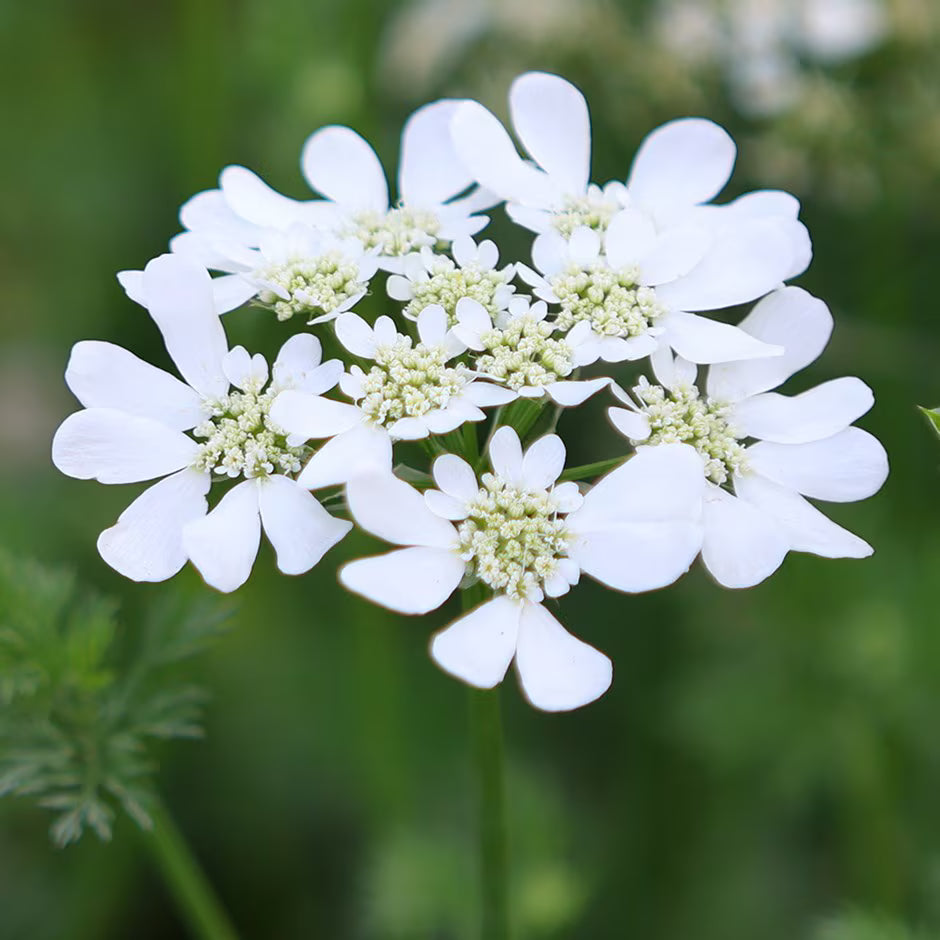 White Orlaya Flower seeds for Planting - Garden Favorite, Heirloom & GMO Free Seeds for Home Garden