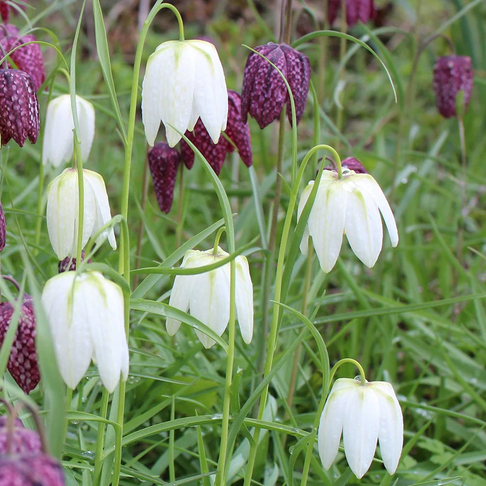White Fritillaria Flower Seeds for Planting Vibrant Colors Heirloom & GMO Free Seeds for Home Garden
 
 Sale