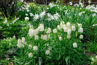 White Fritillaria Flower Seeds for Planting Vibrant Colors Heirloom & GMO Free Seeds for Home Garden
 
 Sale