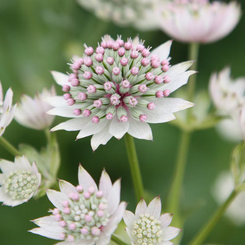 Major Astrantia Flower seeds for Planting Sun Loving Heirloom & GMO Free Seeds for Home Garden