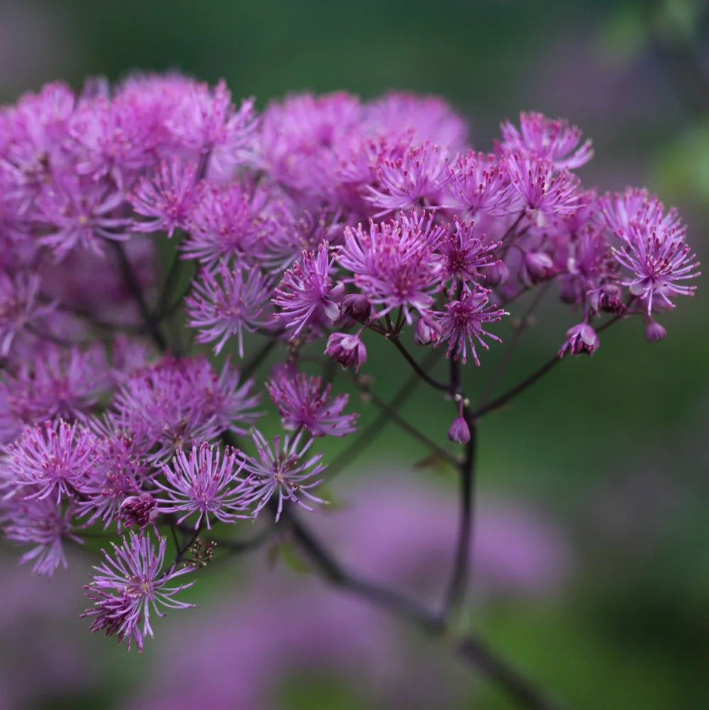 Thalictrum Flower seeds for Planting Premium Quality Heirloom & GMO Free Seeds for Home Garden 
 
 Sale