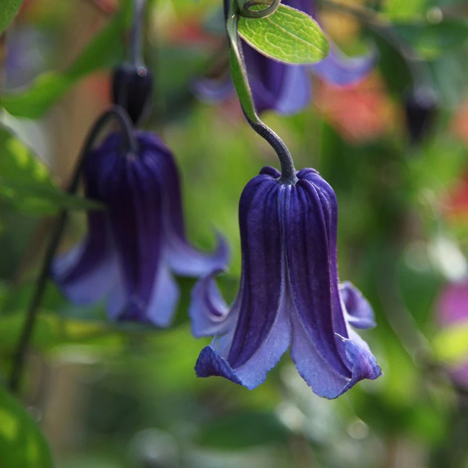 Clematis 'Rooguchi' Clematis spp Flower Seeds for Planting in Garden