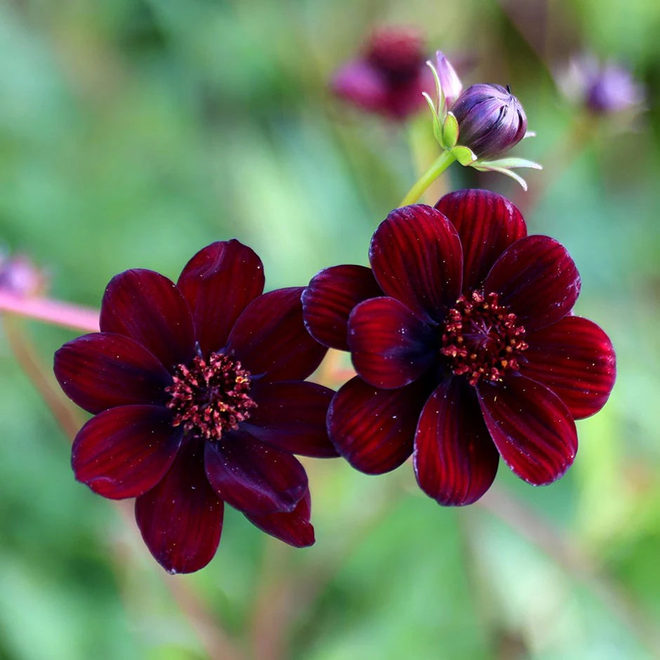 Cosmos Flower seeds for Planting Long Bloom Season Heirloom & GMO Free Seeds for Home Garden