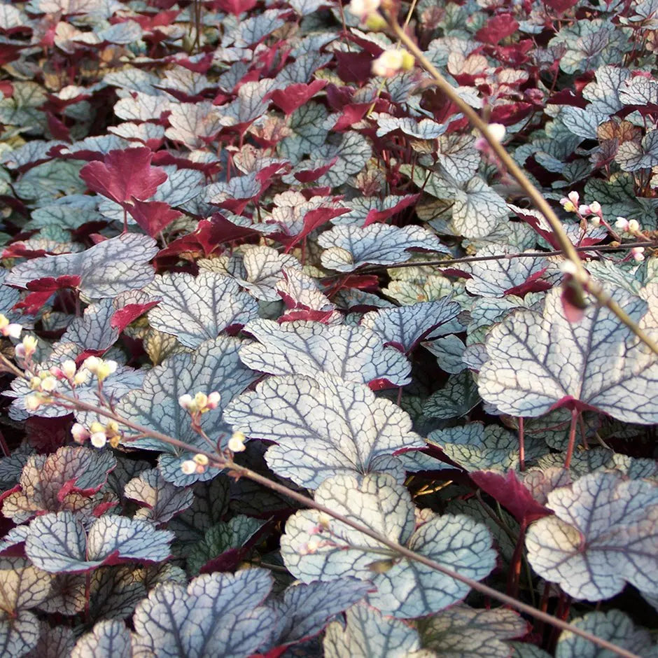 White Coral Bells Flower seeds for Planting - Cut Flower Favorite, Heirloom & GMO Free Seeds for Home Garden