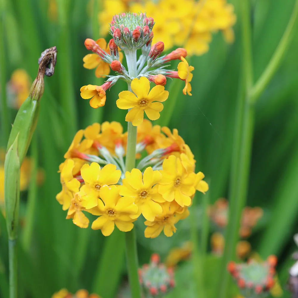Primula Candelabra Flower seeds for Planting, Vibrant Colors Heirloom & GMO Free Seeds for Home Garden