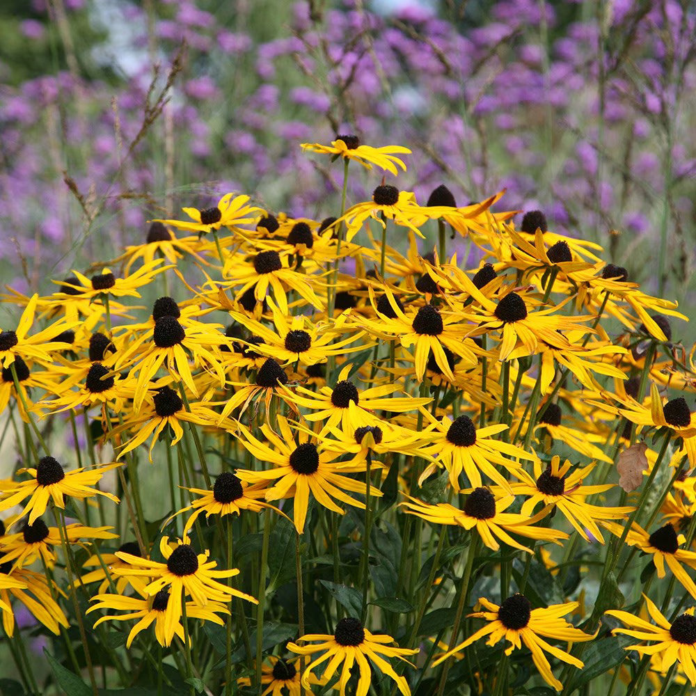Yellow Rudbeckia Goldstrum Flower seeds for Planting - Compact Growth, Heirloom & GMO Free Seeds for Home Garden