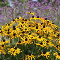 Yellow Rudbeckia Goldstrum Flower seeds for Planting - Compact Growth, Heirloom & GMO Free Seeds for Home Garden