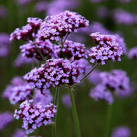 Verbena Flower seeds for Planting Drought Tolerant Heirloom & GMO Free Seeds for Home Garden 
 
 Sale