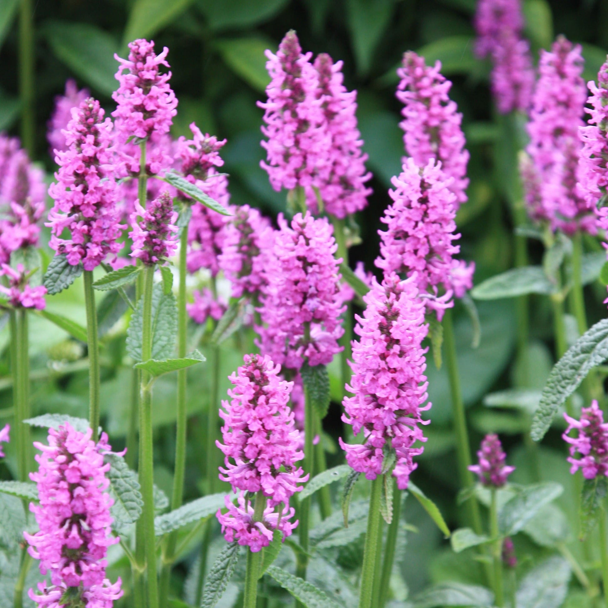 Stachys Officinalis Flower seeds for Planting Bright Blooms Heirloom & GMO Free Seeds for Home Garden 
 
 Sale