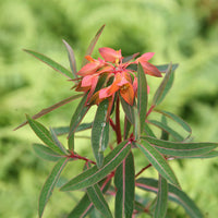 Euphorbia Griffithii Flower seeds for Planting - Compact Growth, Heirloom & GMO Free Seeds for Home Garden