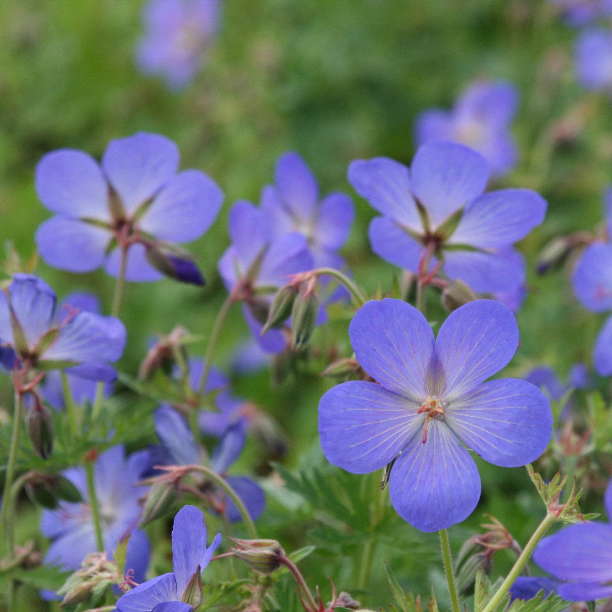 Blue Geraniums Flower seeds for Planting - Cottage Garden Essential, Heirloom & GMO Free Seeds for Home Garden