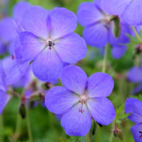 Blue Geraniums Flower seeds for Planting - Easy to Grow, Heirloom & GMO Free Seeds for Home Garden