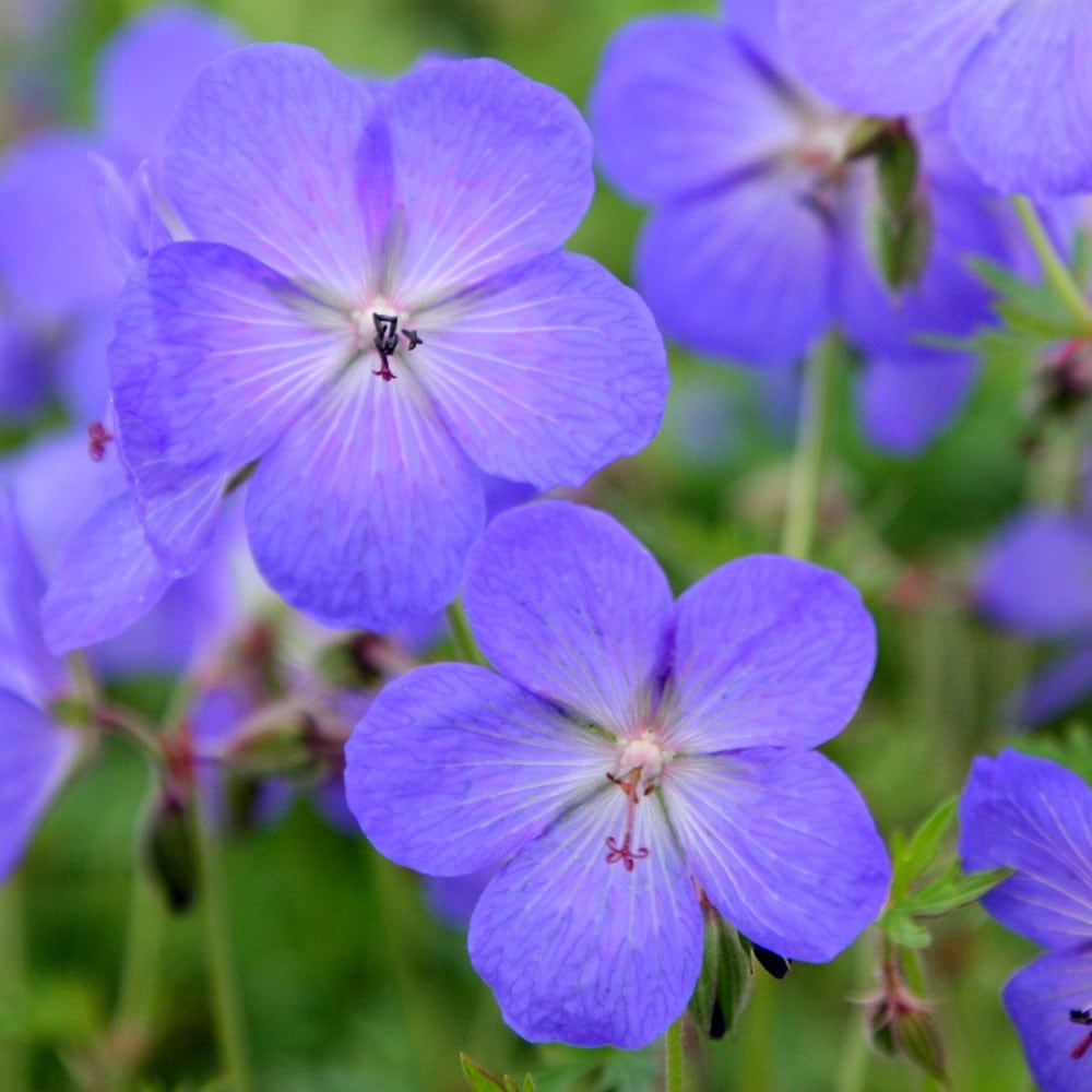 Blue Geraniums Flower seeds for Planting - Cottage Garden Essential, Heirloom & GMO Free Seeds for Home Garden